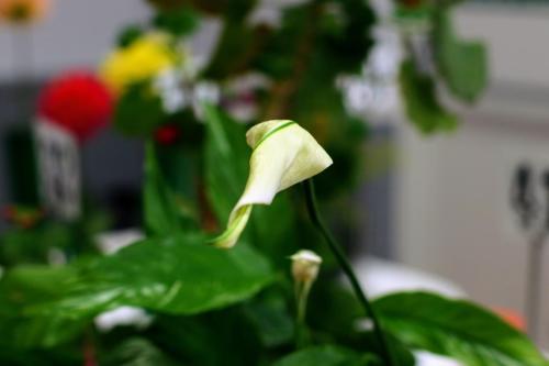 IMG 9780