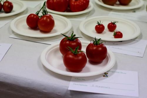 IMG 9921