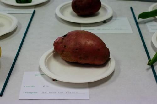 IMG 9931